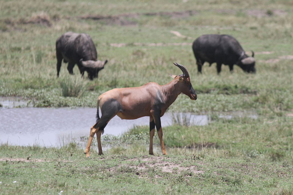 Damaliscus lunatus jimela, Mara, Kenia, by jerjes