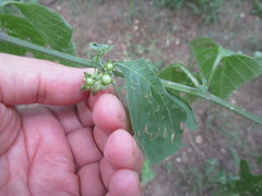 Jaltomata procumbens