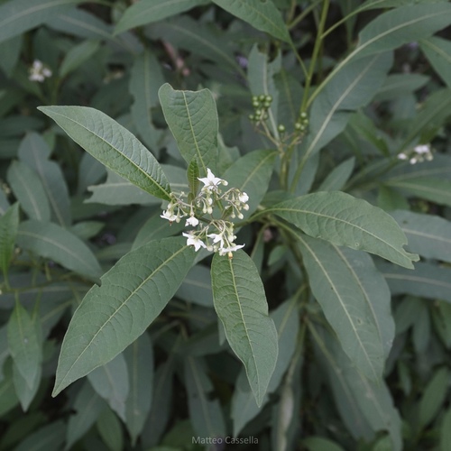 Solanum aligerum, photograph 2