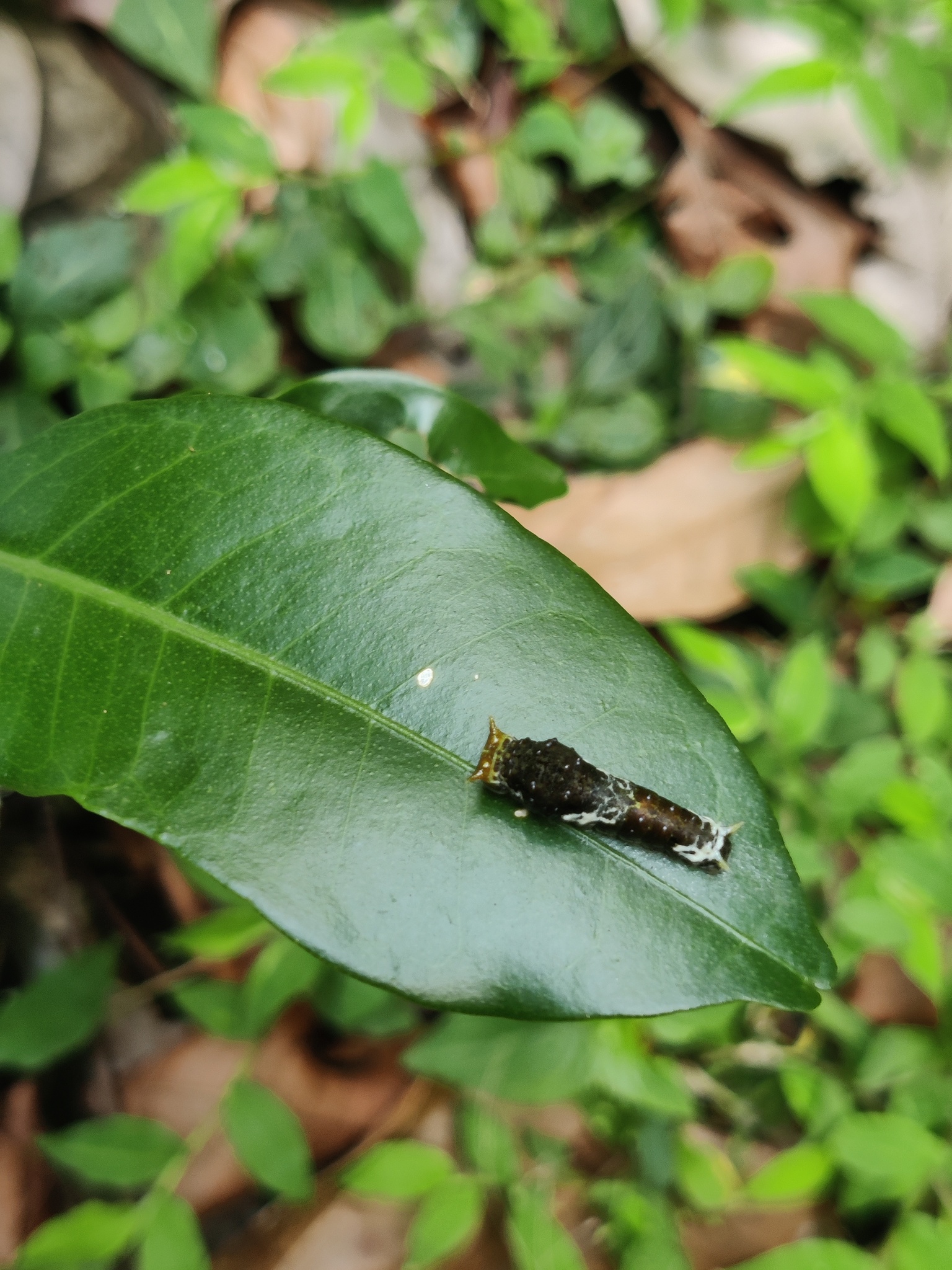 Common Mormon