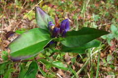 Gentiana austromontana