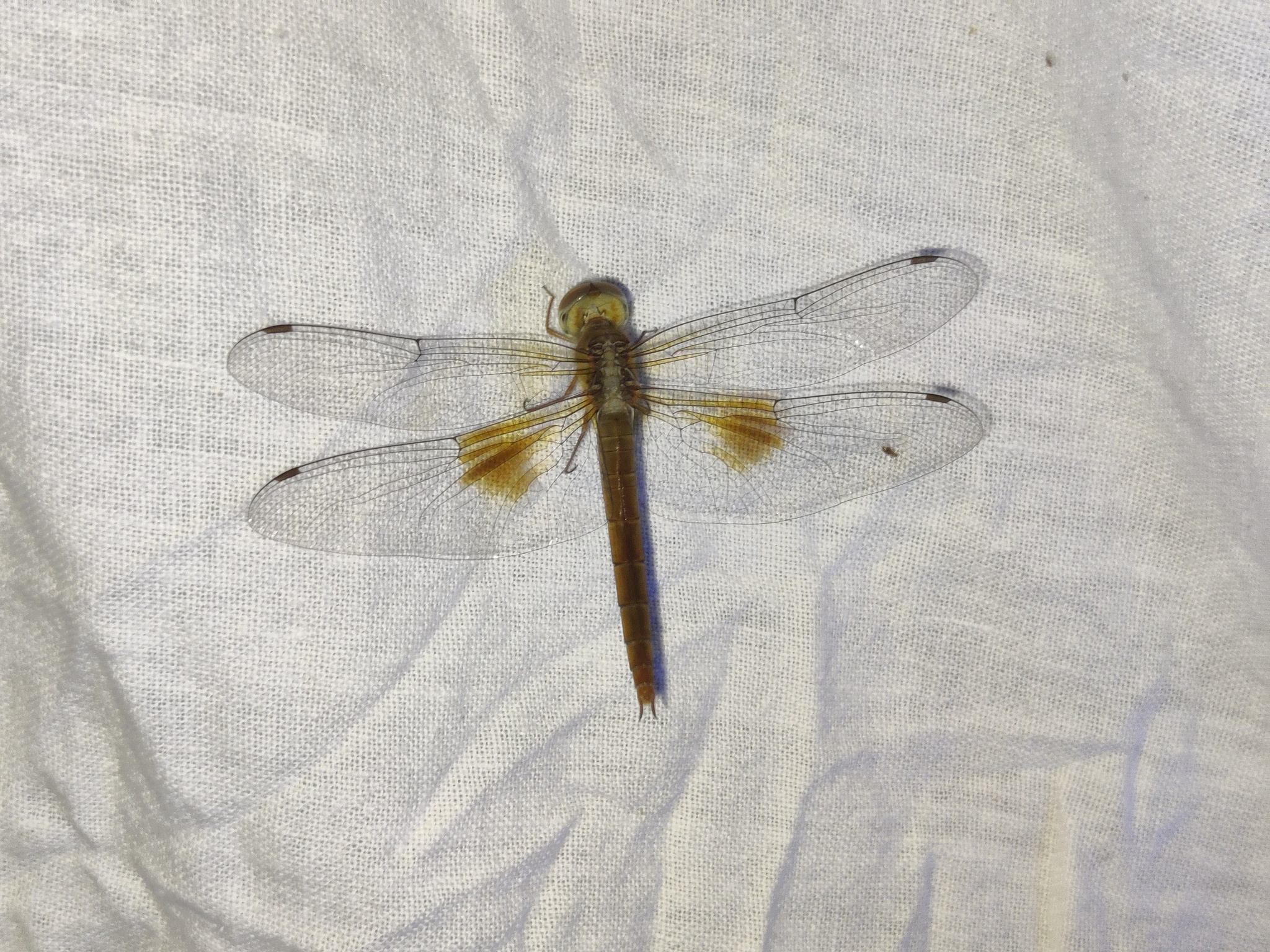 Coral-Tailed Cloudwing