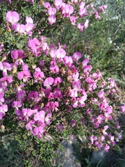 Podalyria microphylla