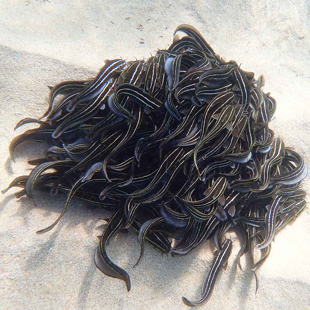 Striped eel catfish