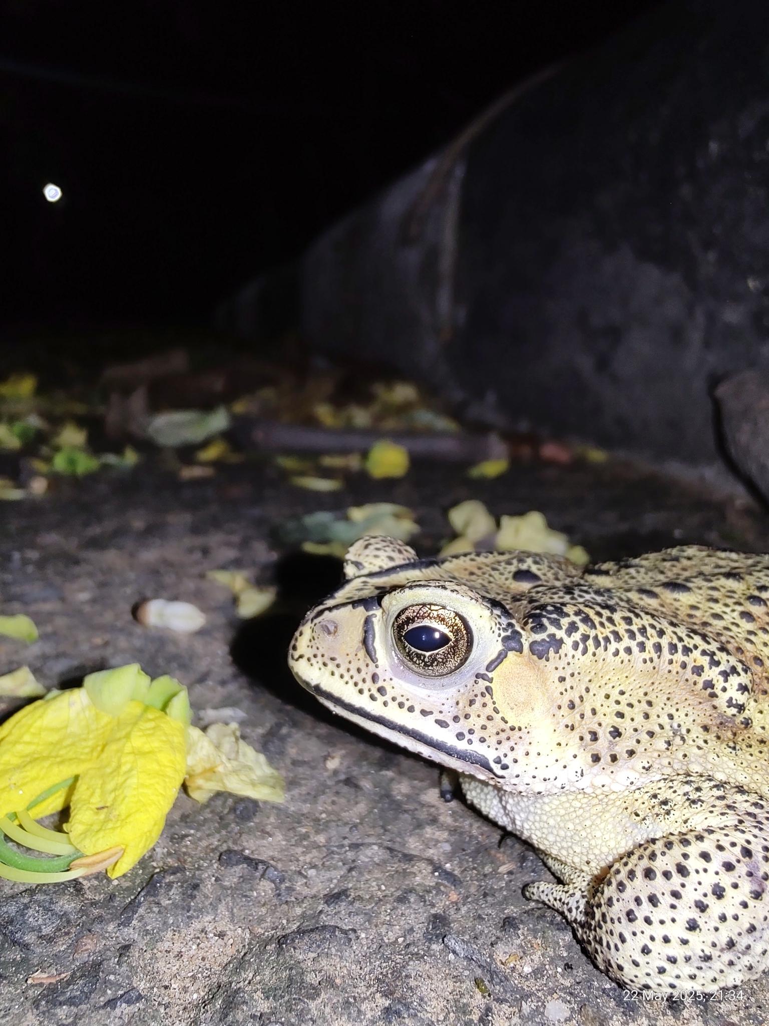 Indian Common True Toad