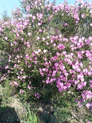 Podalyria microphylla