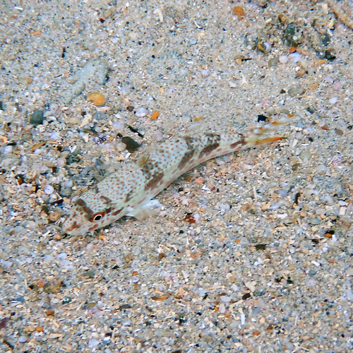 Francis' goatfish (Upeneus francisi) — Mullidae — 4