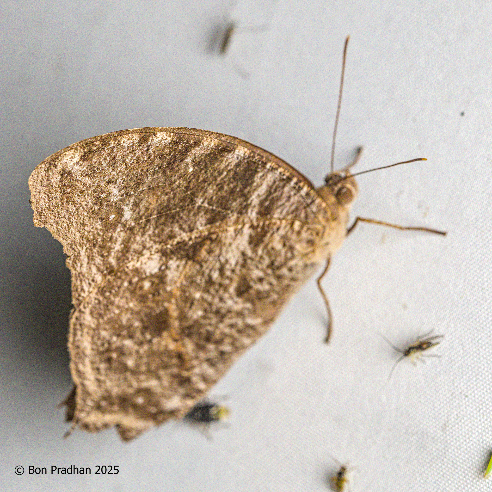 Common Evening Brown