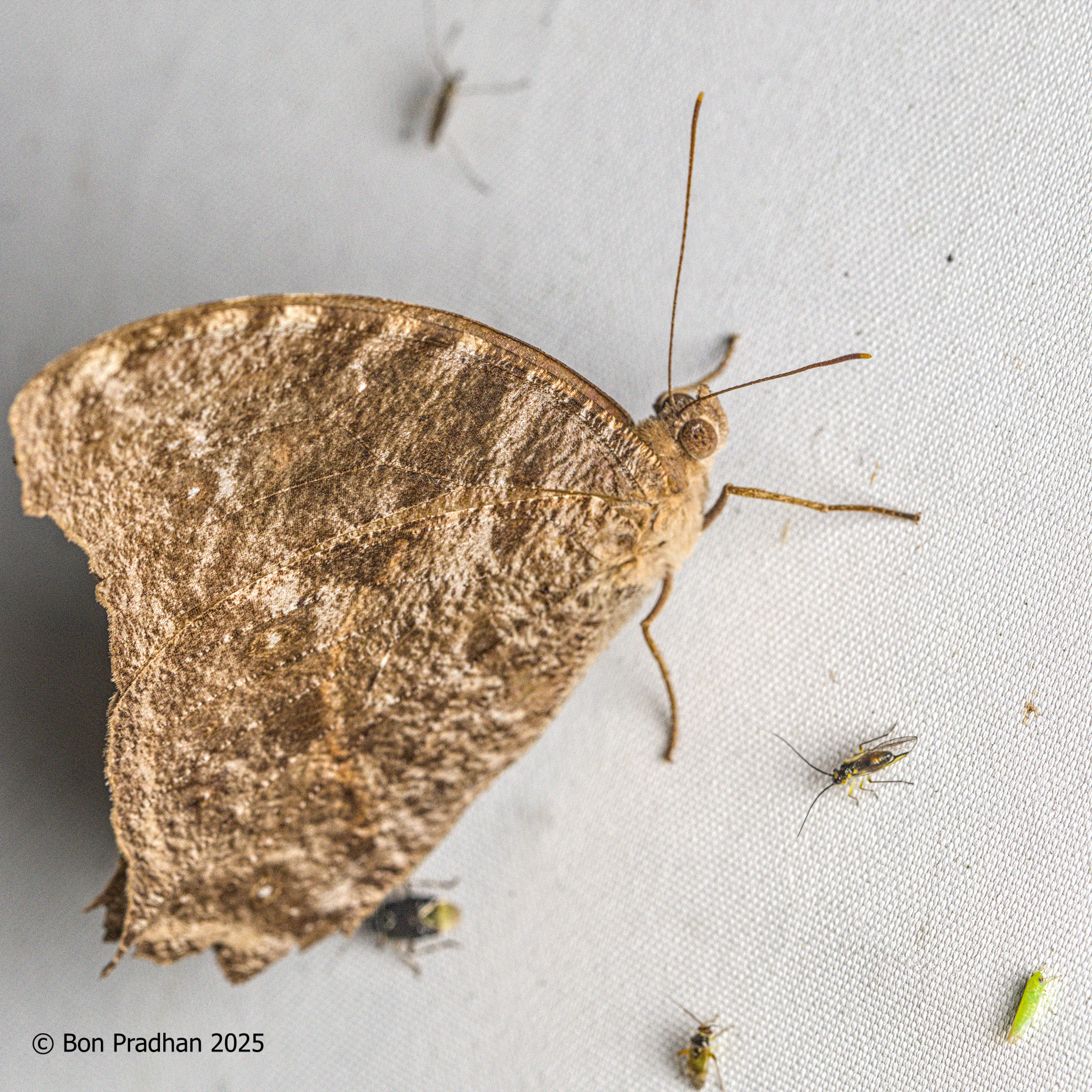 Common Evening Brown
