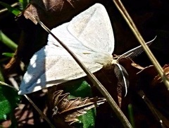 Lychnosea intermicata