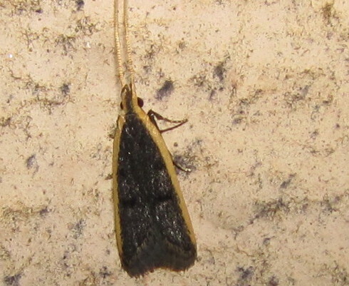 Homaloxestis horochlora