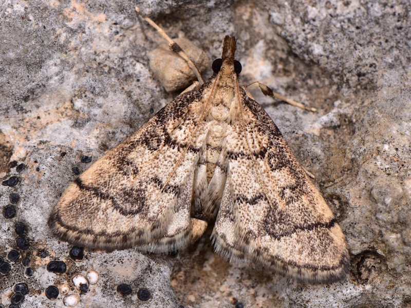 Metasia ophialis