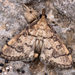 Metasia ophialis - Photo (c) Paolo Mazzei,  זכויות יוצרים חלקיות (CC BY-NC), הועלה על ידי Paolo Mazzei