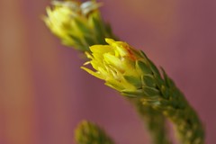 Lachnaea aurea