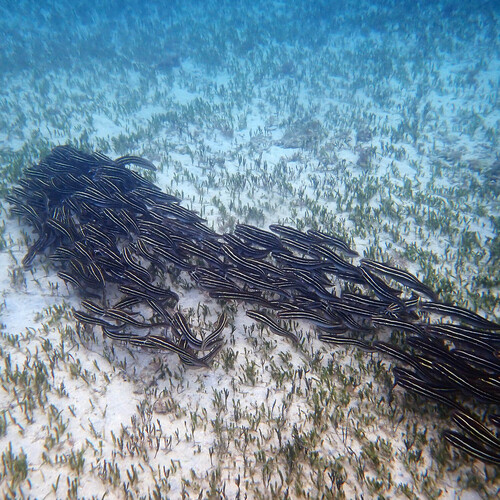 Striped eel catfish balığı