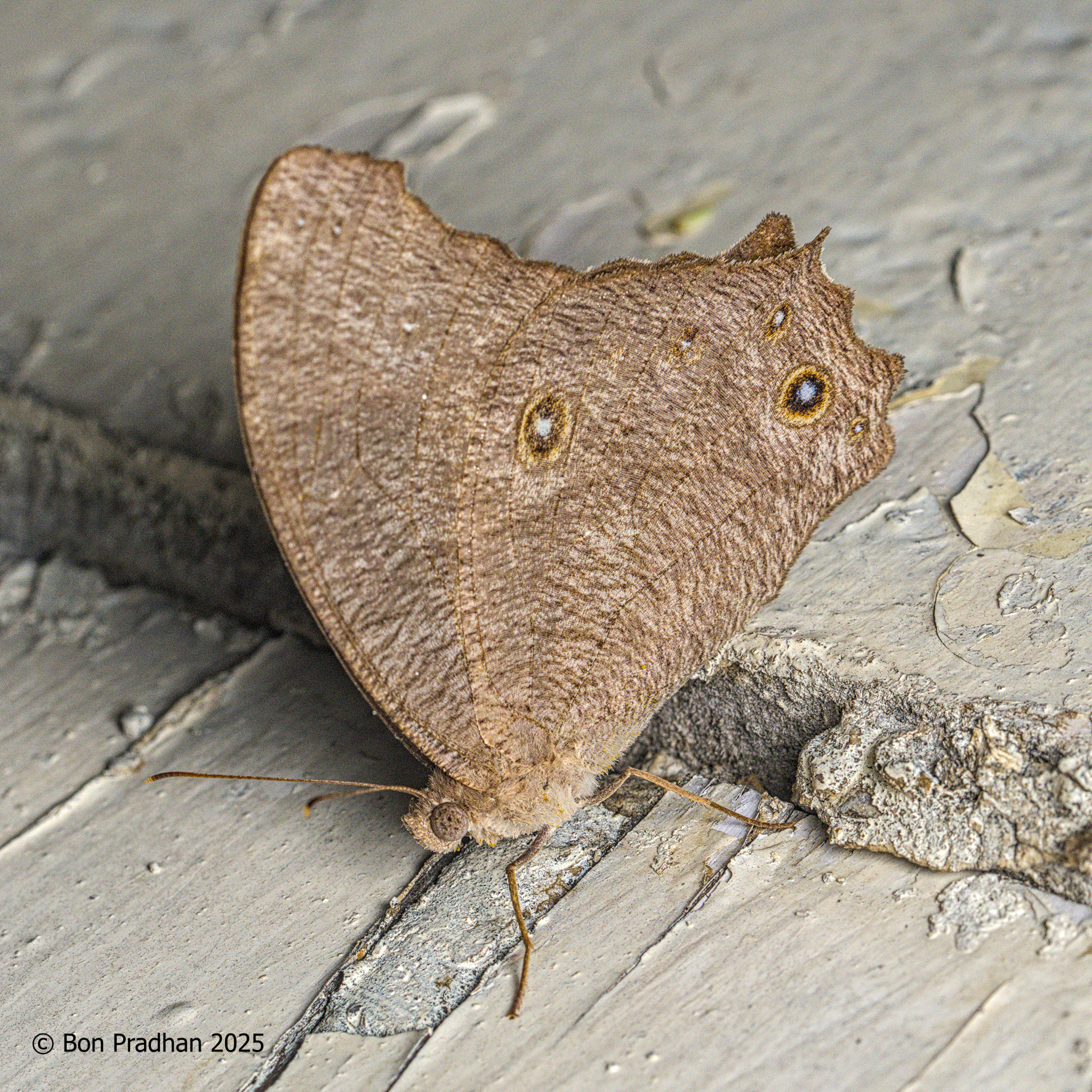 Common Evening Brown
