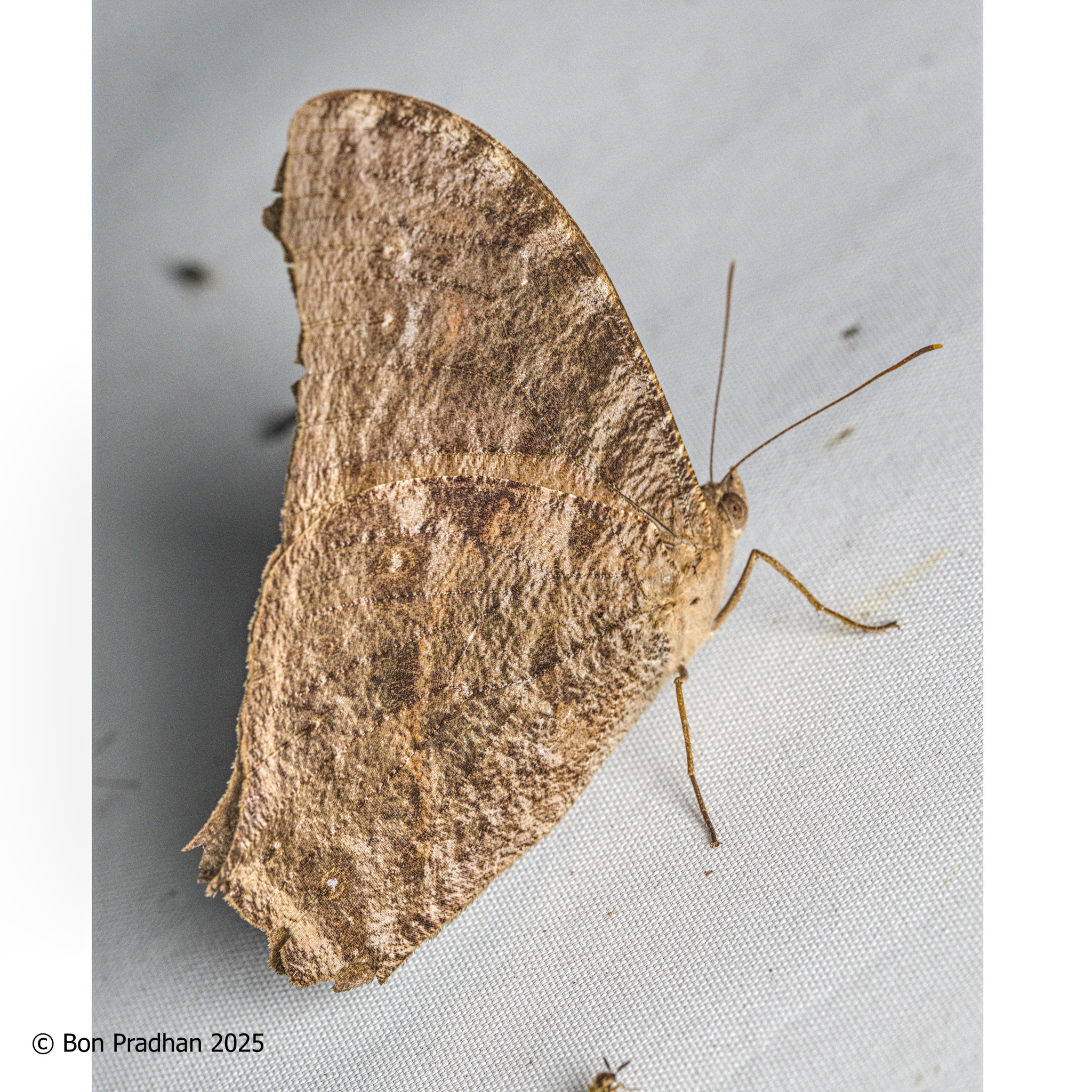 Common Evening Brown