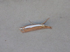 Crambus sperryellus