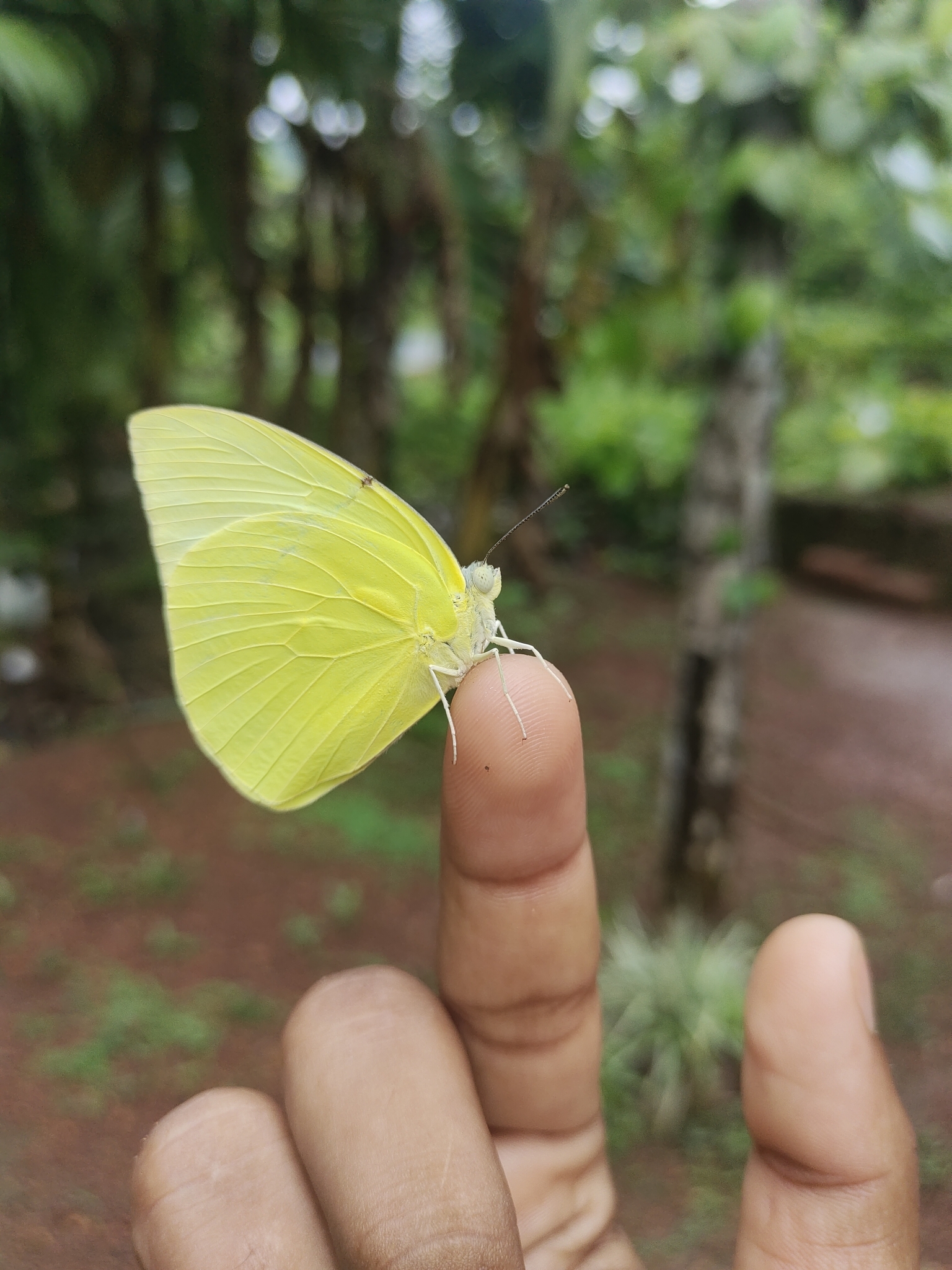 Lemon Emigrant