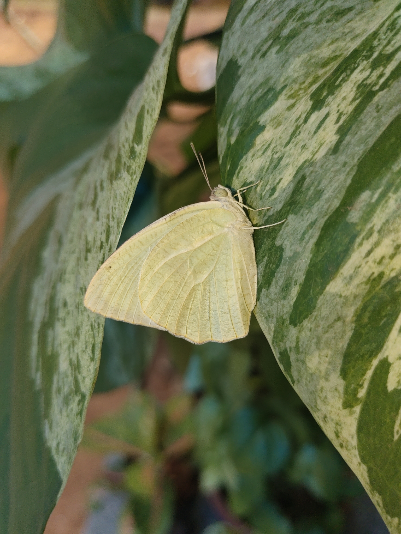 Mottled Emigrant