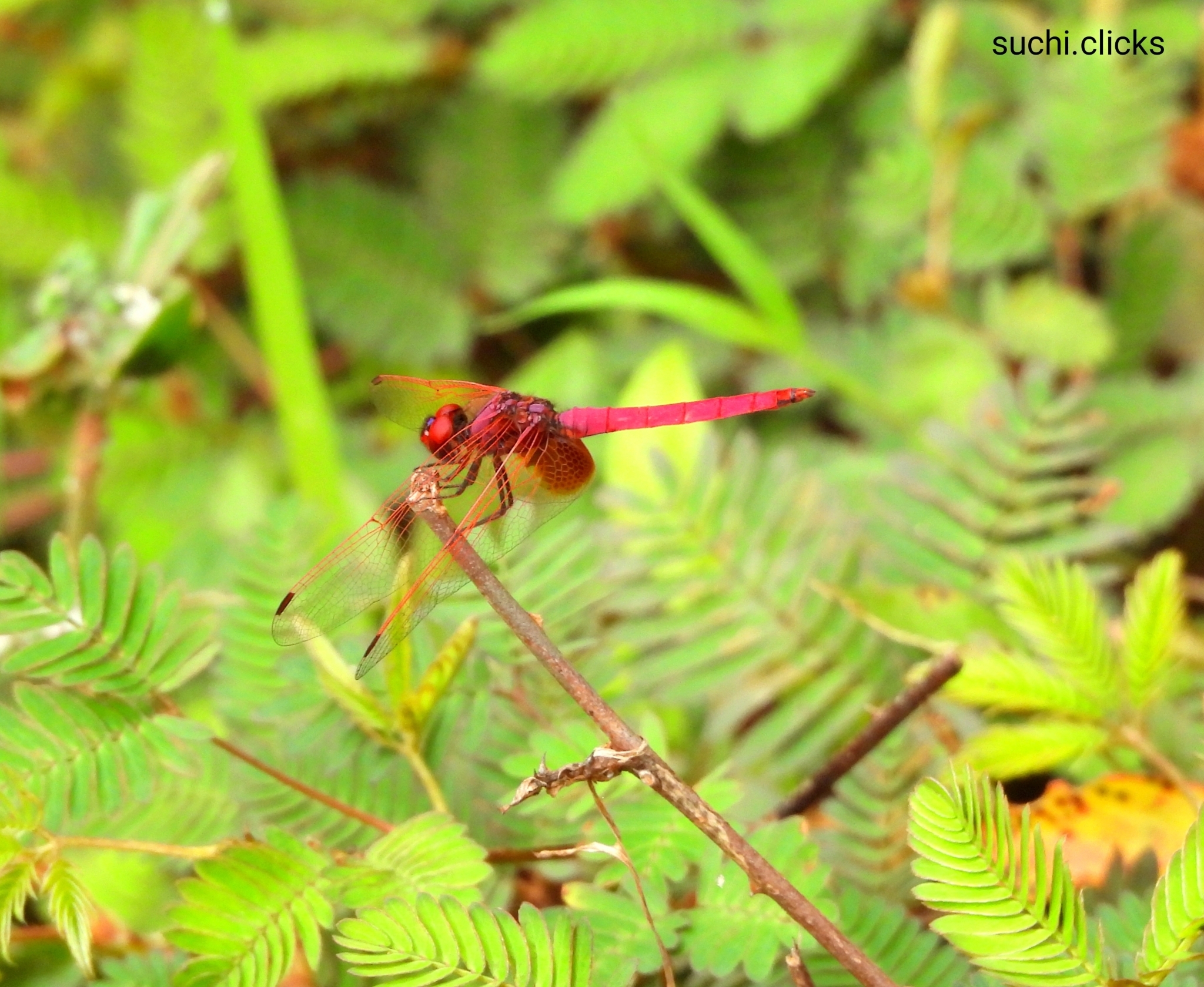 Crimson Marsh Glider