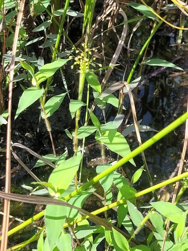 Isachne polygonoides