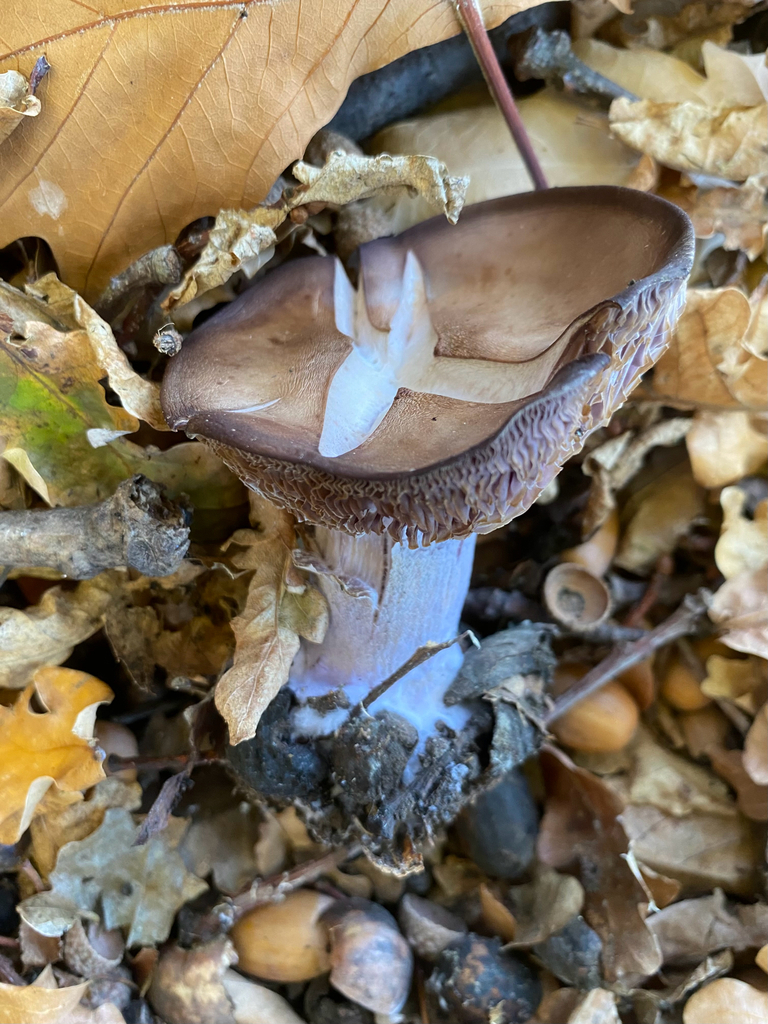 Collybia nuda · May 2025 · photo: © crellow (iNaturalist, cc0)
