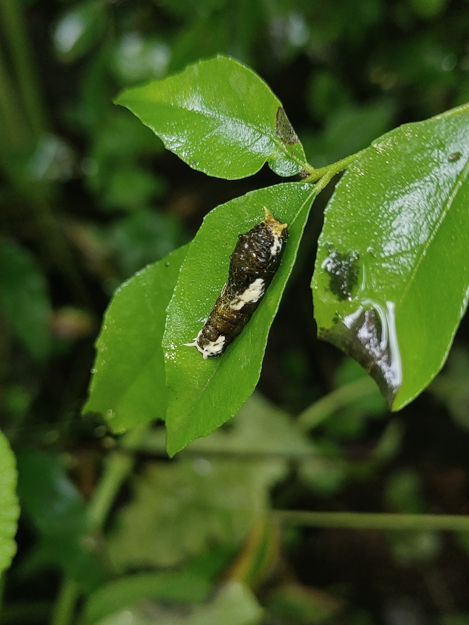 Common Mormon