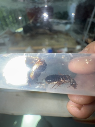 Black-winged Subterranean Termite