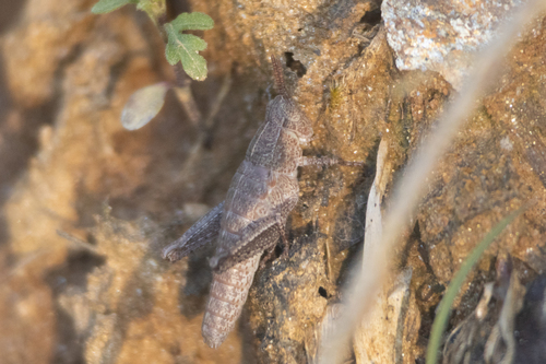 Beutenmüller's Locust