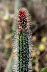 Nyctocereus serpentinus