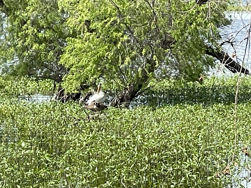 American White Pelican photographed in Colorado