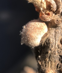 Burnettweldia washingtonensis