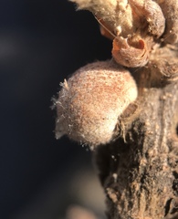 Burnettweldia washingtonensis