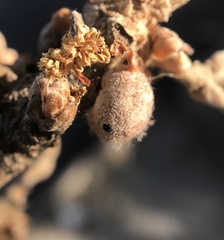 Burnettweldia washingtonensis
