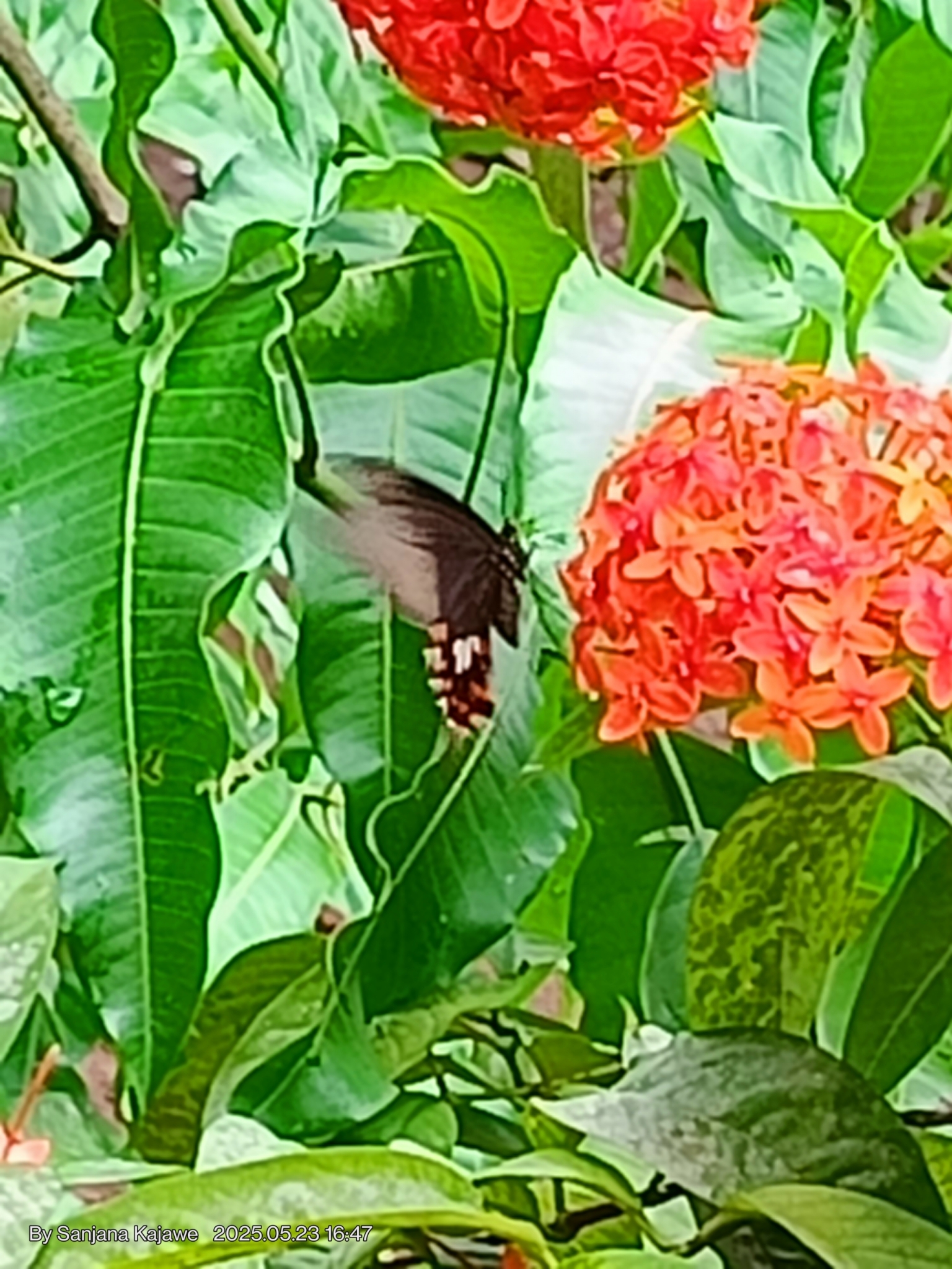 Common Mormon