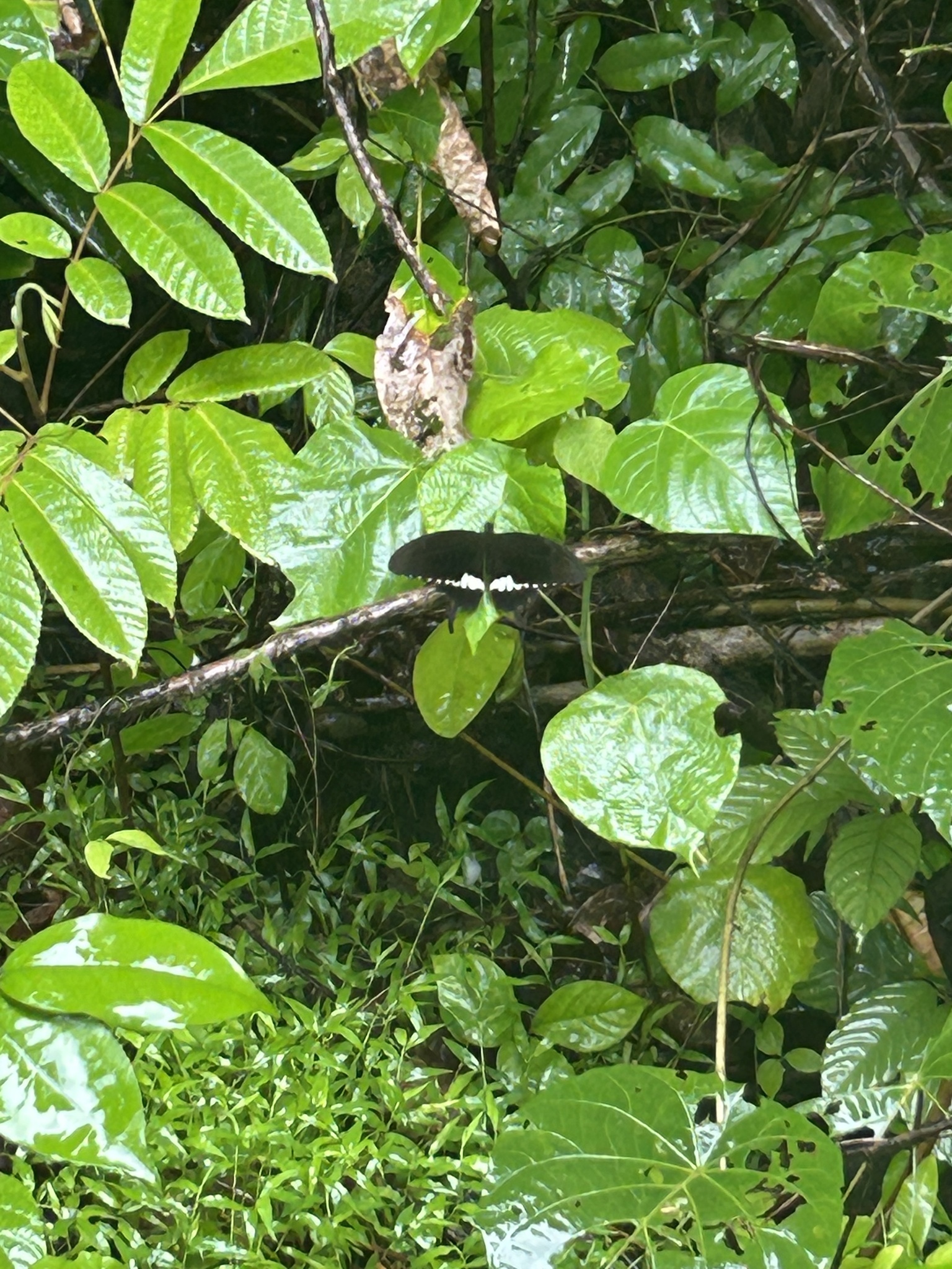 Common Mormon
