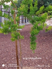 Acacia dealbata dealbata