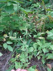 Potentilla inclinata