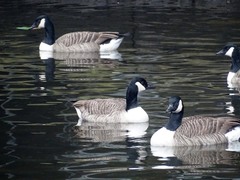 Branta canadensis