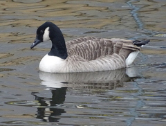 Branta canadensis