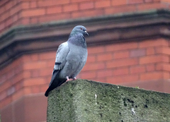Columba livia domestica