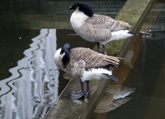 Branta canadensis