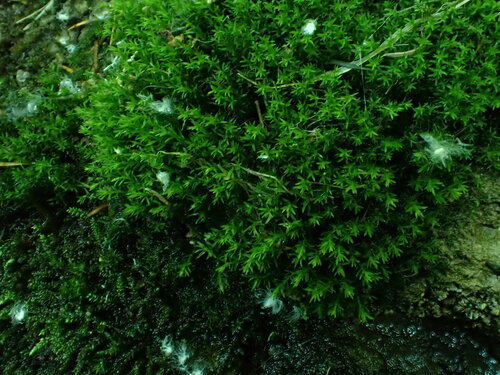Dichodontium flavescens, 2025-05-22