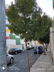 Fraxinus ornus ornus