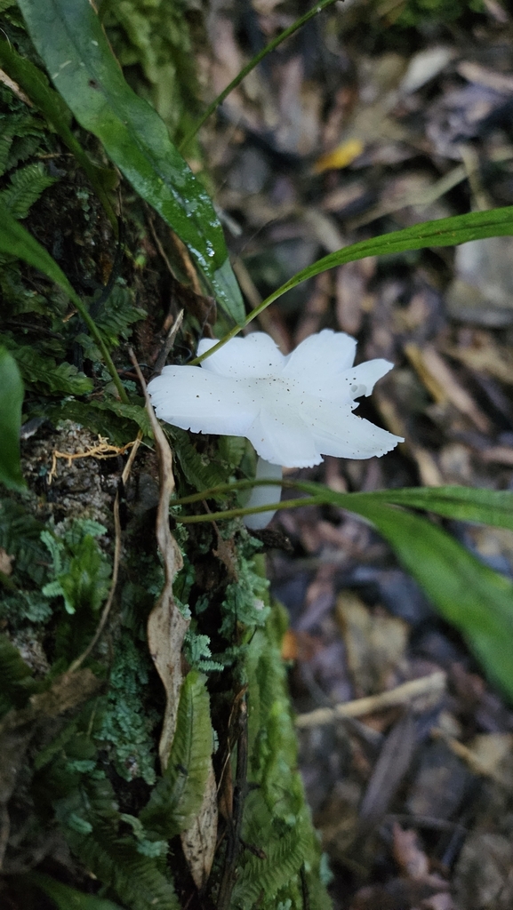 Humidicutis mavis · May 2025 · photo: © charliethomas (iNaturalist, cc0)