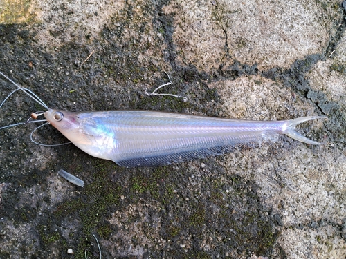 Ghost fish (Kryptopterus bicirrhis) — Siluridae — 2