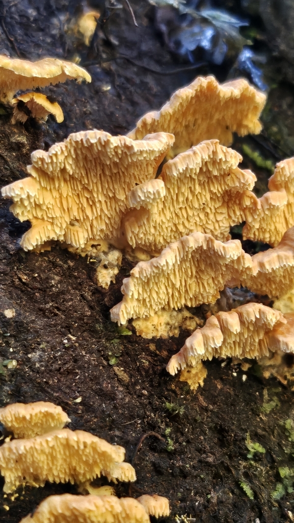 Cerrena zonata · May 2025 · photo: © charliethomas (iNaturalist, cc0)