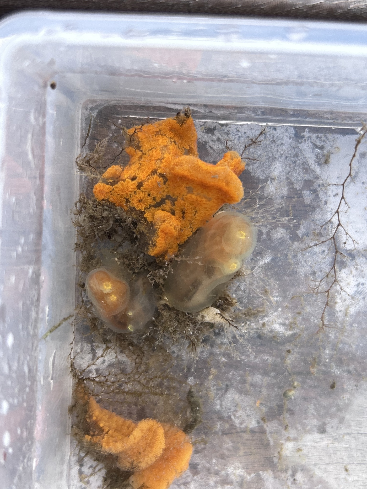 Ciona intestinalis (Linnaeus, 1767)