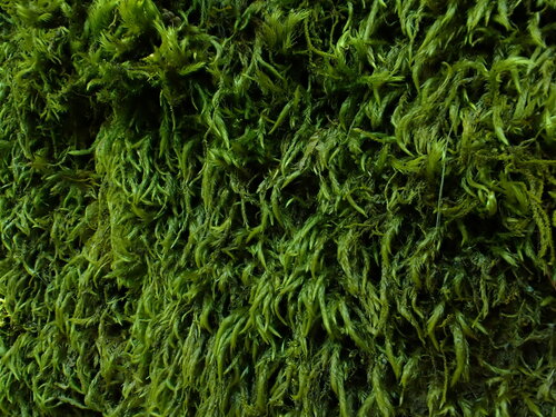 Pseudisothecium cristatum observed 2025-05-22